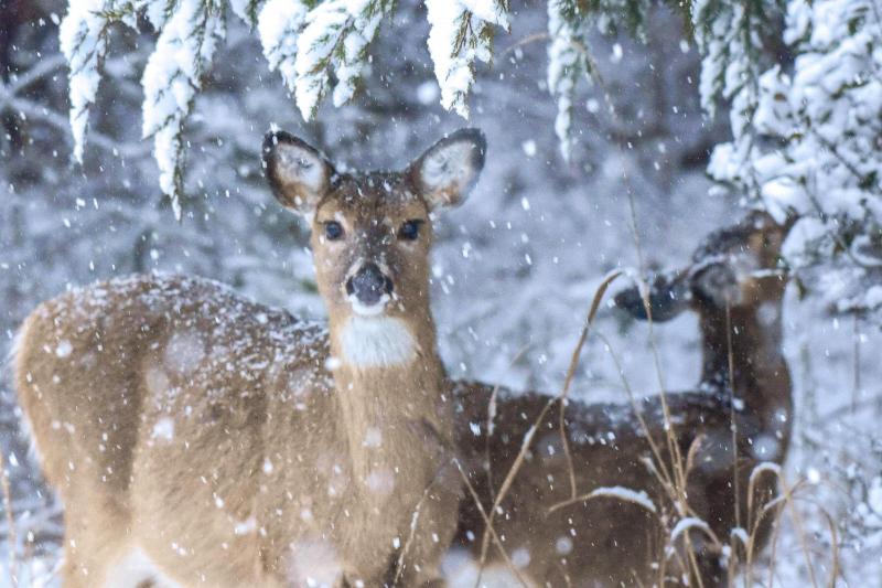 From Susan McLean in Lewes: “I’m attaching a couple pictures from just after dawn on our first snowy morning in Cape Henlopen State Park. Although I didn't see any other people in the park that early, some of the park residents were still out despite the weather.”